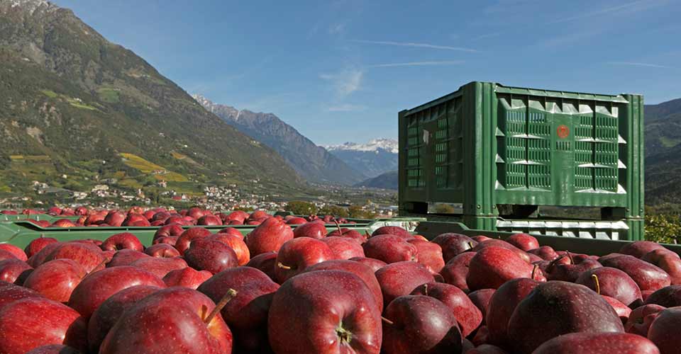 Apple harvesting in Merano & surroundings